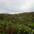 Gene editing for pest control