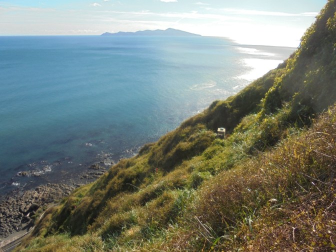 lizard protection site