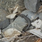 Lizard fertility and reproduction